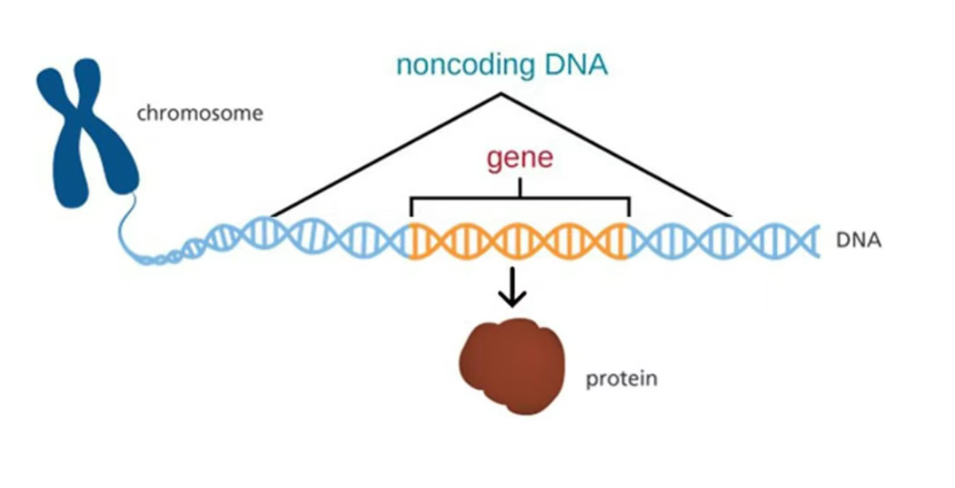 6月26日·谷歌AlphaGenome发布,AI助力破解基因密码