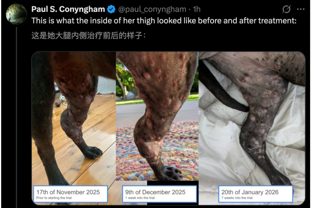 3月15日·澳洲大神用ChatGPT手搓疫苗，成功救治癌症爱犬